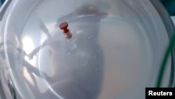 A premature lamb fetus is seen inside an artificial womb developed by researchers from BCNatal in Barcelona, Spain, in this screen grab from a video released on June 19, 2023 and obtained by Reuters on June 29, 2023. (La Caixa Foundation/Handout via REUTERS)