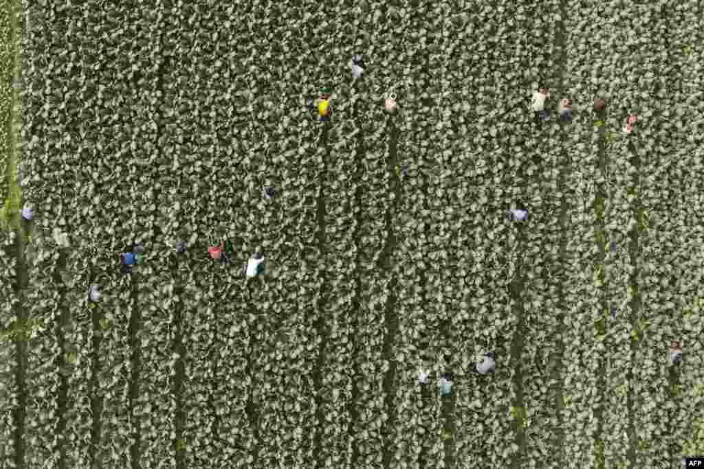 Laborers work in a field in Keraniganj, on the outskirts of Dhaka, Bangladesh.