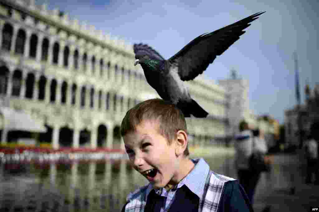 Seekor burung merpati mendarat di kepala seorang anak laki-laki di Piazza San Marco atau Lapangan San Marko yang sedang tergenang air banjir di kota Venesia, Italia.