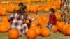 Pumpkins at center of fall celebration at Maryland farm