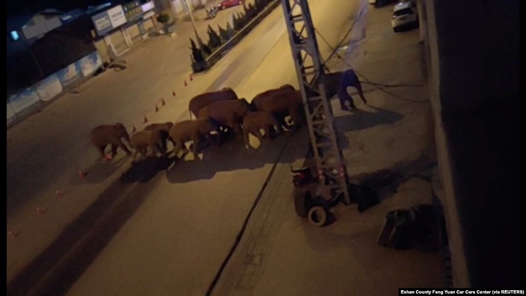 Kawanan gajah berjalan di sepanjang jalan di Eshan, Yunan, China, 27 Mei 2021 (Foto: Eshan County Fang Yuan Car Care Center via REUTERS)