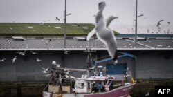 Burung-burung camar terbang di atas kapal nelayan yang sedang bersandar di pelabuhan Lorient, di barat Prancis, 23 Januari 2024. Pemerintah Prancis sudah sebulan melarang penangkapan ikan komersial di Teluk Biscay untuk melindungi lumba-lumba. (Foto: Loic Venance/AFP)
