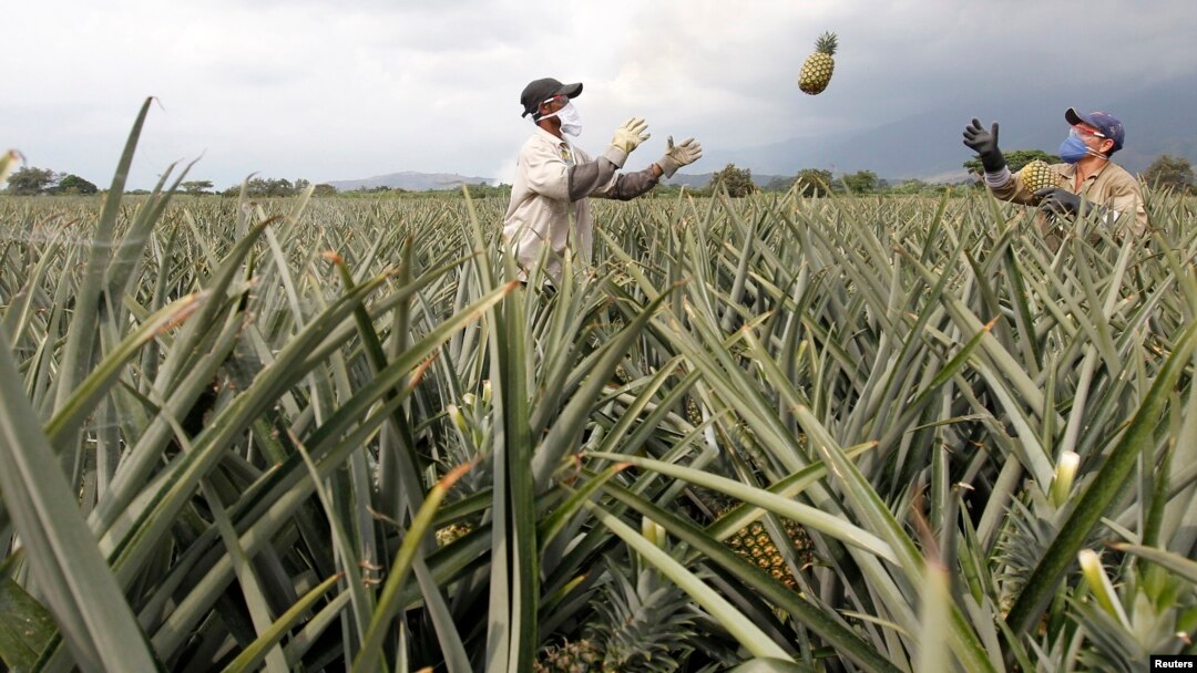 Pekerja Kolombia bekerja di perkebunan nanas di Pradera (foto: dok). Ilmuwan mempelajari genetika tanaman nanas untuk menghasilkan tanaman yang tahan terhadap kekeringan akibat kemarau. 