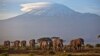 Krdo odraslih i malih slonova hoda u podnožju planine Kilimandžaro u Tanzaniji, u Africi. 17. decembar, 2012. (Foto: AP/Ben Curtis)