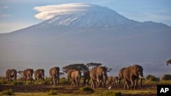 Krdo odraslih i malih slonova hoda u podnožju planine Kilimandžaro u Tanzaniji, u Africi. 17. decembar, 2012. (Foto: AP/Ben Curtis)