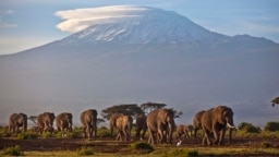 Krdo odraslih i malih slonova hoda u podnožju planine Kilimandžaro u Tanzaniji, u Africi. 17. decembar, 2012. (Foto: AP/Ben Curtis)