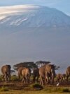 Krdo odraslih i malih slonova hoda u podnožju planine Kilimandžaro u Tanzaniji, u Africi. 17. decembar, 2012. (Foto: AP/Ben Curtis)