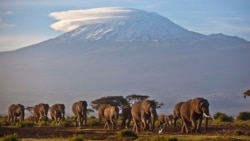 Tanzania denies rights violation as World Bank halts tourism grant