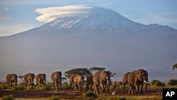 Krdo odraslih i malih slonova hoda u podnožju planine Kilimandžaro u Tanzaniji, u Africi. 17. decembar, 2012. (Foto: AP/Ben Curtis)