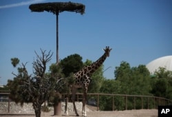 Benito the giraffe looks out from his enclosure at the city-run Central Park, in Ciudad Juarez, Mexico, Tuesday, June 13, 2023. (AP Photo/Christian Chavez)