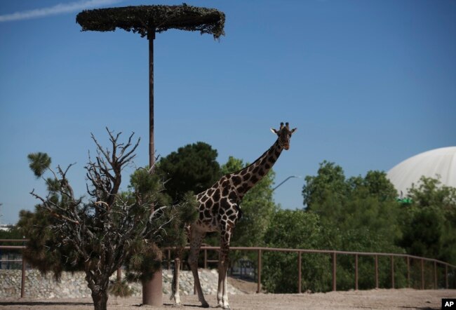 Benito the giraffe looks out from his enclosure at the city-run Central Park, in Ciudad Juarez, Mexico, Tuesday, June 13, 2023. (AP Photo/Christian Chavez)