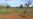 Researchers: Bees Help Kenyan Farmers Fend Off Elephants