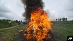 U.N. and Liberian Drug Enforcement Agency officials destroy a stash of marijuana in Paynseville, near Monrovia, Nov. 15, 2013.