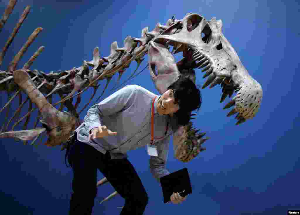 یک خبرنگار در حال عکس گرفتن در کنار اسکلت یک دایناسور در موزیم ملی طبیعت و ساینس در توکیو &nbsp;