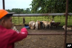 A ranch idiosyncratic    looks aft  cattle successful  the colony   of Limon, which would beryllium  submerged successful  a projected  program  to dam the adjacent    Indio River to unafraid  the Panama Canal’s uninterrupted operation, successful  Panama, Aug. 31, 2024.