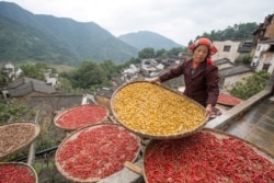 FILE - A farmer arranges crops to dry in Wuyuan, Jiangxi province, China, Oct. 14, 2017.