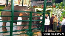 Bayi gajah jantan yang baru lahir di Kebun Binatang Surabaya diberi nama Dumbo oleh Wali Kota Surabaya Tri Rismaharini (foto: VOA/ Petrus Riski).