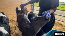 Calves are fed a probiotic supplement called "Kowbucha," which has been shown to reduce the methane that they produce, as part of a trial at a Massey University's research farm in Palmerston North, New Zealand, September 7, 2022. (REUTERS/Lucy Craymer)