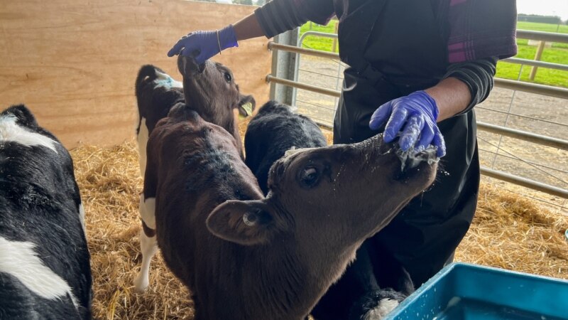 New Zealand Proposes Taxing Cow Burps, Angering Farmers