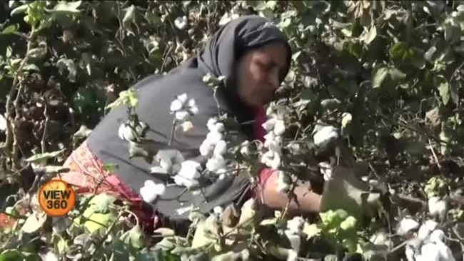 کپاس کی پیداوار میں ریکارڈ کمی سے پاکستانی کسان پریشان کپاس کی پیداوار میں ریکارڈ کمی سے پاکستانی کسان پریشان
