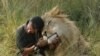 Human-Wildlife Conflict Leads to Decline in Uganda Lions