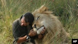 FILE— In this photo taken on March 15, 2017, Kevin Richardson, popularly known as the "lion whisperer," interacts with one of his lions while out for a walk in the Dinokeng Game Reserve, near Pretoria, South Africa.