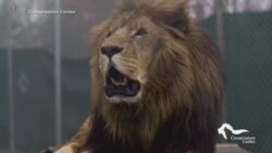 Лев убил сотрудницу зоопарка
