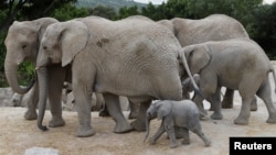 Una cría de elefante africano, que nació en el zoológico Africam Safari como parte de su programa de reproducción, camina junto a su madre en su recinto, en Valsequillo, México, el 12 de agosto de 2020. (ARCHIVO: REUTERS)