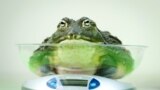 An African Bullfrog is placed on a weighing scale during the London Zoo&#39;s annual weigh-in in London.