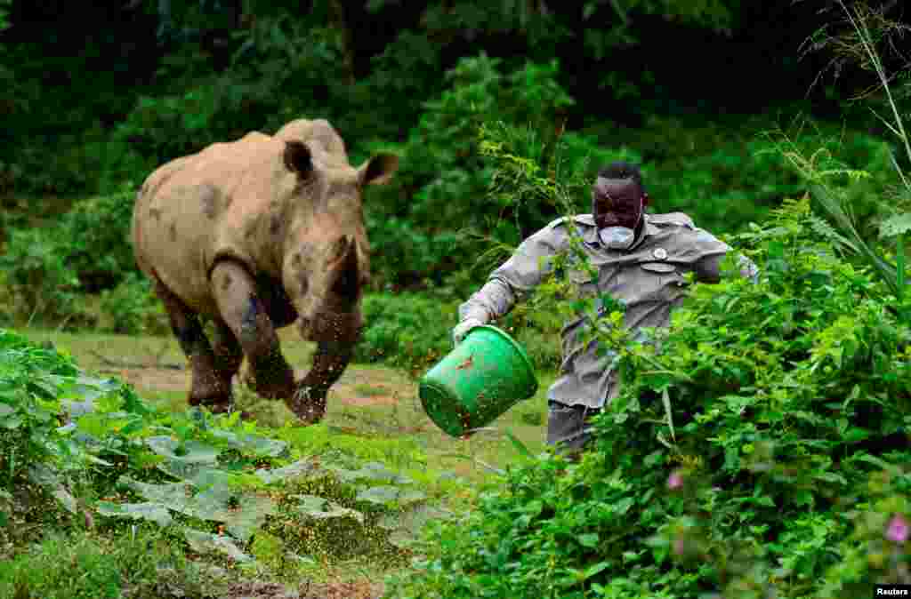 Steven Busulwa, an animal keeper, runs away from a charging rhino at the Uganda Wildlife Conservation Education Center in Wakiso district, in Entebbe.