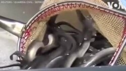 Թրաֆիքինգի են ենթարկվում նաև օձաձկները