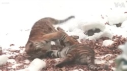 South Koreans Ring in 2022 with Quintuplet Tiger Cubs