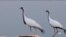 رویا پر کشید، امید برنگشت؛ وداع تلخ فریدون‌کنار با درناهای سیبری