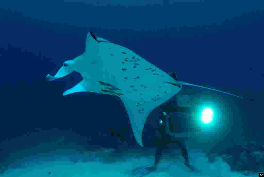 Special camera equipment developed for “The Last Reef” allowed cinematographers to get macro images in 3D. (Photo: McNicholas/Cresswell)