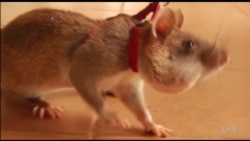 Rats Trained to Find Landmines in Cambodia