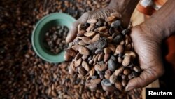 Un ouvrier prend en main des graines de cacao en Côte d'Ivoire, le 29 janvier 2016.