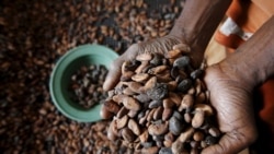 Abidjan et Accra collaborent pour améliorer la filière cacao