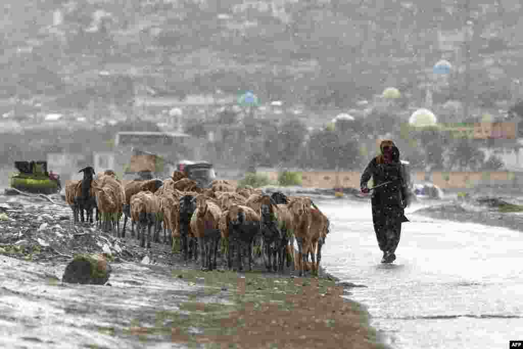 در آستانه عید قربان، بازار فروش مواشی در افغانستان رونق می&zwnj;یابد.