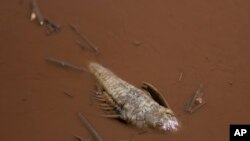 A dead fish floats in the Paraopeba River, full of mud that was released by the collapse of a mining company dam near a community of the Pataxo Ha-ha-hae indigenous people in Brumadinho, Brazil, Jan. 29, 2019. 