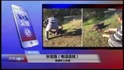 VOA连线(孙宝强)：1)澳洲遣返5名偷渡中国人2)澳洲华人虐杀袋鼠 引爆民愤