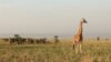 Uganda's Kidepo National Park was inaccessible to tourists for decades, Dec. 28, 2012. (Hilary Heuler for VOA)