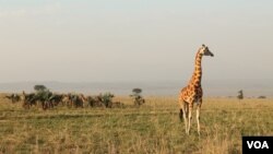 Uganda's Kidepo National Park was inaccessible to tourists for decades, Dec. 28, 2012. (Hilary Heuler for VOA)