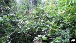 Nearly all vegetation on top of the fallen tree is from the liana Coccoloba parimensis, which can rapidly produce new stems to colonize the forest.