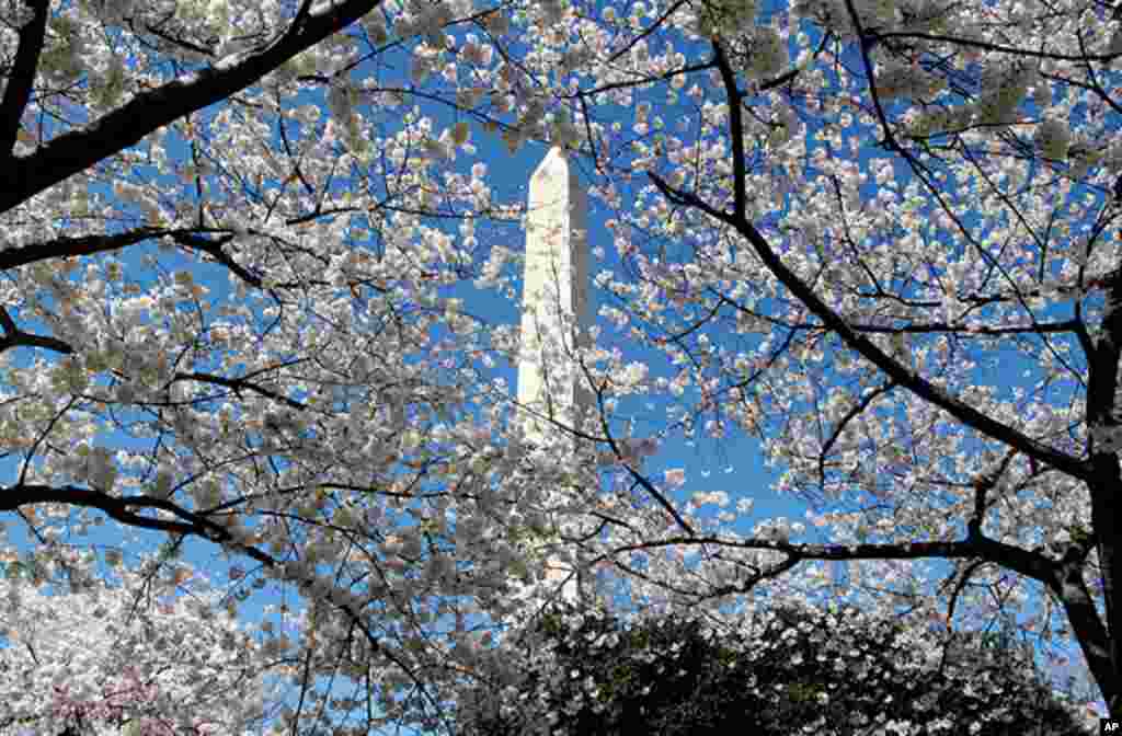 [워싱턴 D.C. 벚꽃 축제] 워싱턴의 봄