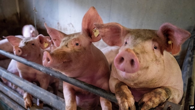 Pigs are seen in a shed of a pig farm with 800 pigs in Harheim near Frankfurt, Germany, Friday, June 19, 2020. (AP Photo/Michael Probst)