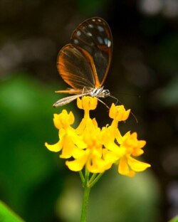 An Alissa de Pteronymia "Crystal wings" butterfly lands on a flower at the Botanic Garden Jose Celestino Mutis during an exhibition in Bogota on Sept. 14, 2011.