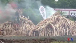L'impressionnante incinération de 105 tonnes d'ivoire en Kenya