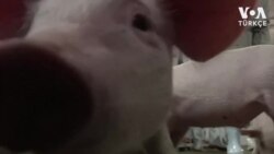 Çin'de Domuzlardan İnsanlara Geçen Yeni Virüs Tespit Edildi