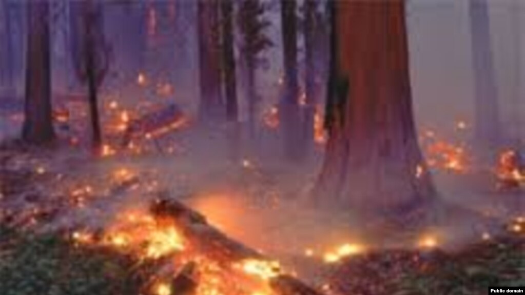 آتش سوزی در جنگل