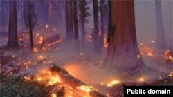 آتش سوزی در جنگل